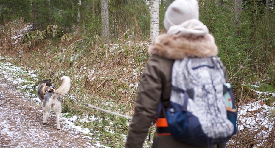 Groepsreizen Lapland